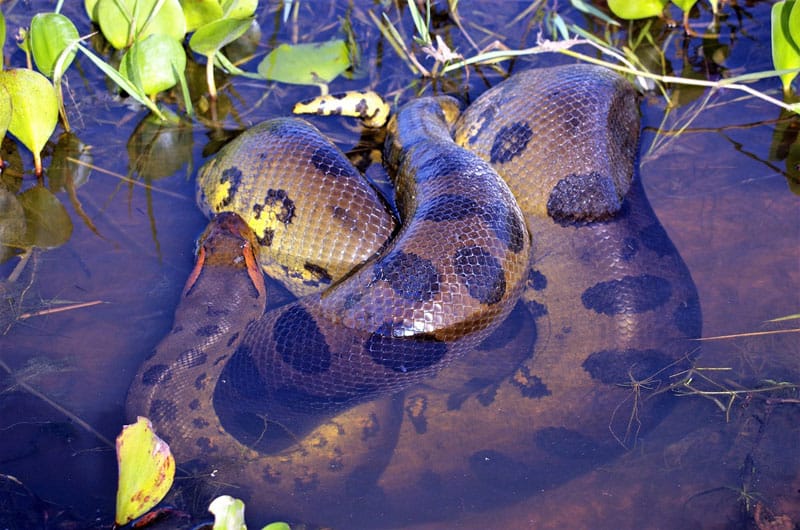 ¿hay Anacondas en Los Everglades De Florida?
