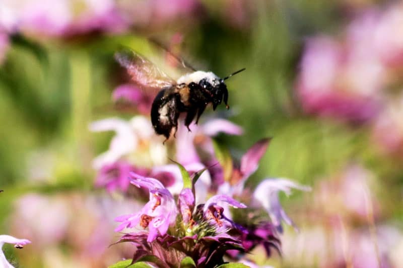 ¿las Abejas Carpinteras Polinizan? (explicado)