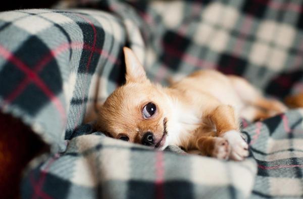 ¿por Qué Mi Chihuahua Tiembla Tanto?