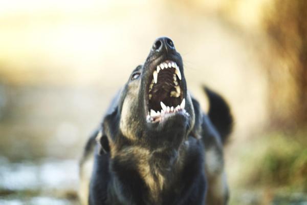 ¿por Qué Mi Perro Se Muestra Repentinamente Agresivo Conmigo?