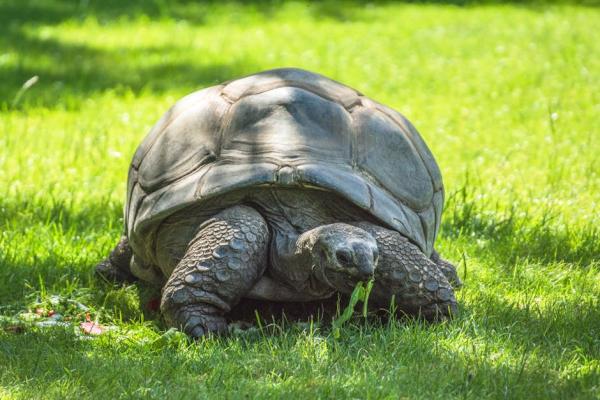 ¿qué Es La Deficiencia De Vitamina a en Las Tortugas?