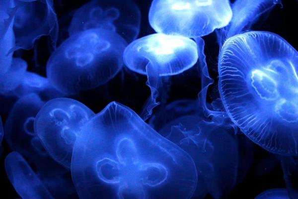 ¿qué Son Los Cnidarios? Tipos Y Características