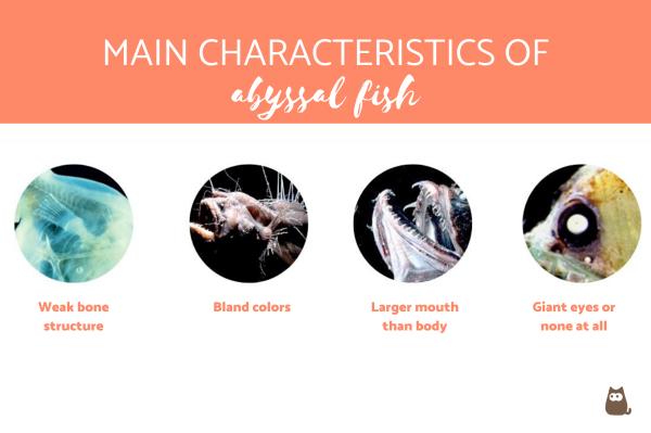 ¿qué Son Los Peces Abisales?