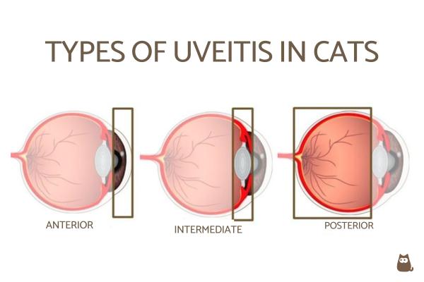 ¿se Puede Curar La Uveítis Felina? Uveítis en Gatos