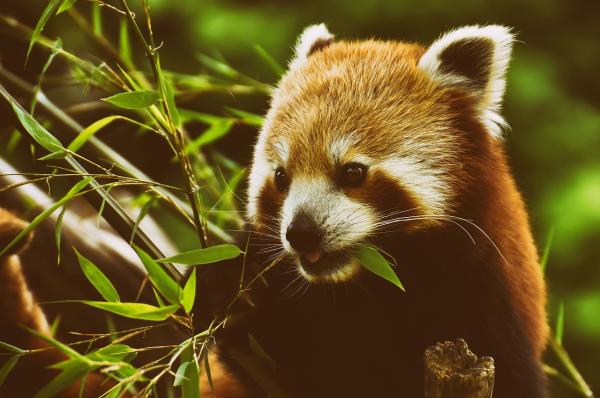 ¿se Puede Tener Un Panda Rojo Como Mascota?