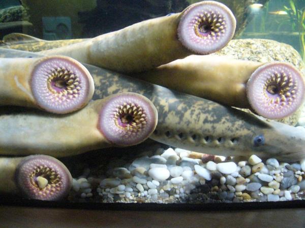¿todos Los Peces Tienen Escamas? Tipos De Pescado Sin