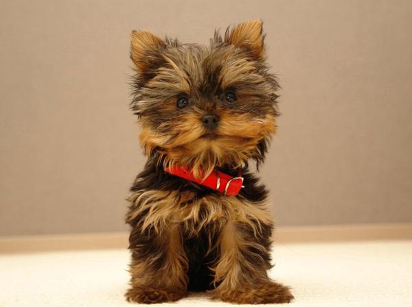 10 Cortes De Pelo Para Un Yorkshire Terrier