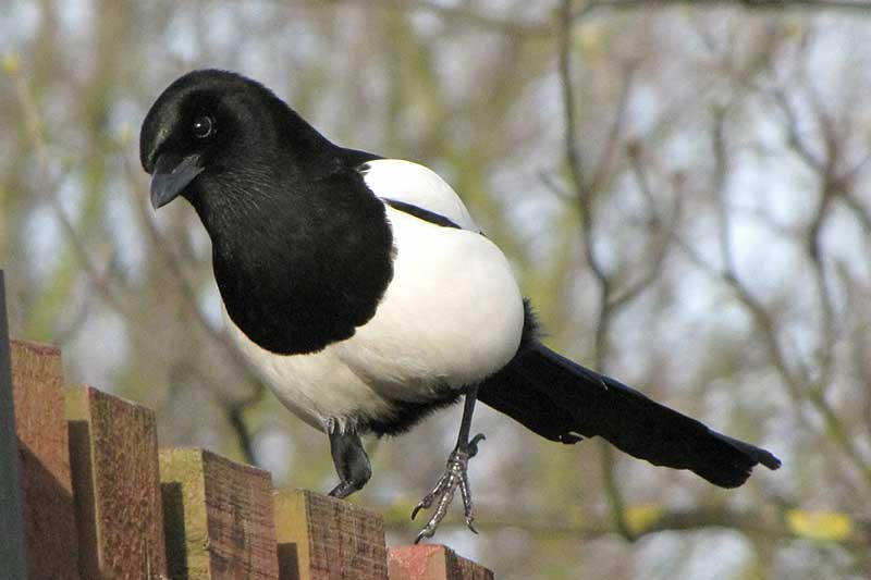 13 Animales Con La Mejor Memoria (imágenes Y Datos Curiosos)