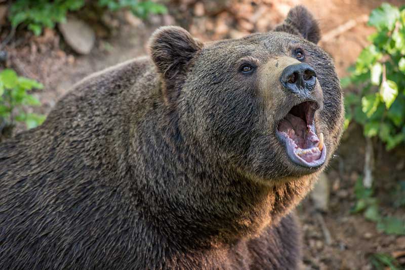 15 Animales Con La Fuerza De Mordida Más Fuerte (clasificación