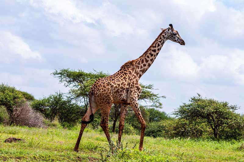 18 Animales únicos Que Viven en La Sabana (imágenes)