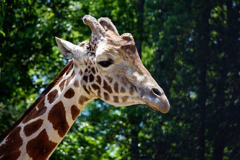 8 Tipos De Animales Que Duermen De Pie
