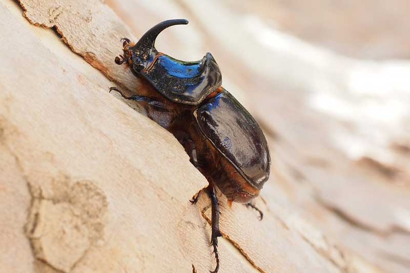 Animales Con Un Cuerno (8 Ejemplos)