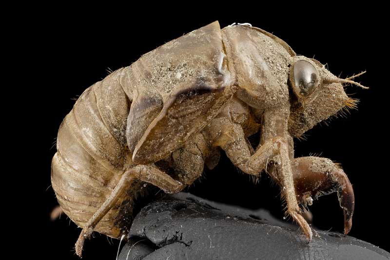 5 Tipos De Animales Con Exoesqueletos