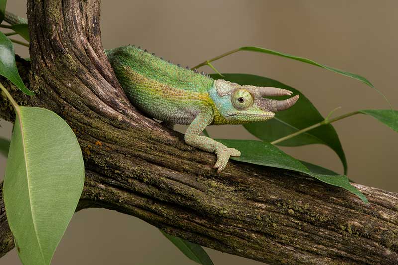 7 Especies Invasoras Problemáticas en Hawái (imágenes)