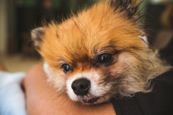 Ambroxol Para Perros: Usos, Dosis Y Efectos Secundarios