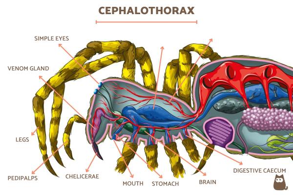 Anatomía De Una Araña: Diferentes Partes Del Cuerpo De La