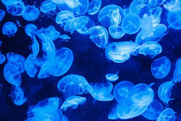 Animales Que Brillan en La Oscuridad