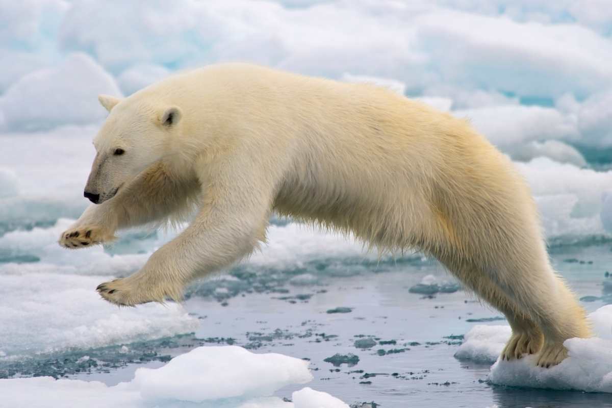 Animales Que Viven en El Ártico (9 Ejemplos)