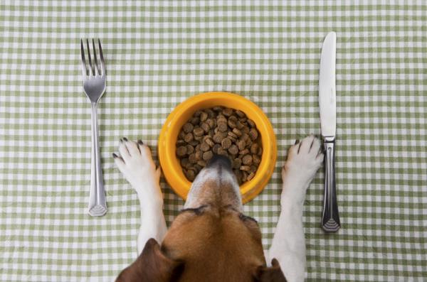 Cambiar La Comida Para Perros Paso a Paso
