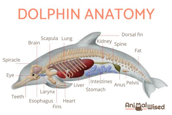 Características De Los Delfines