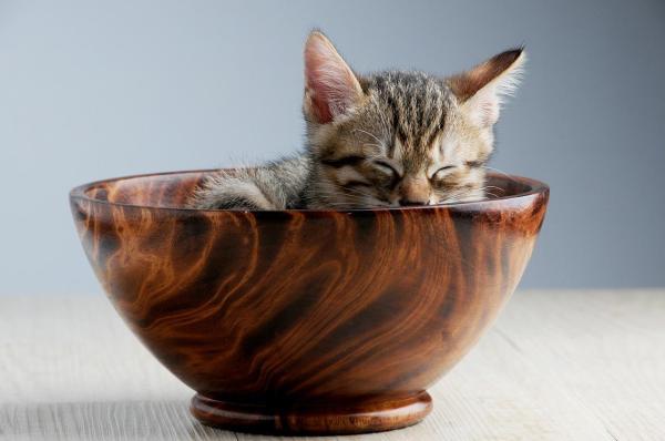 Cepillos Para Gatos De Pelo Corto