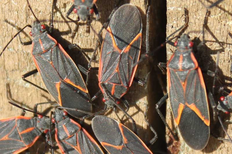 Cómo Deshacerse De Los Insectos Boxelder