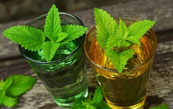 Cómo Hacer Perfume Casero Para Perros