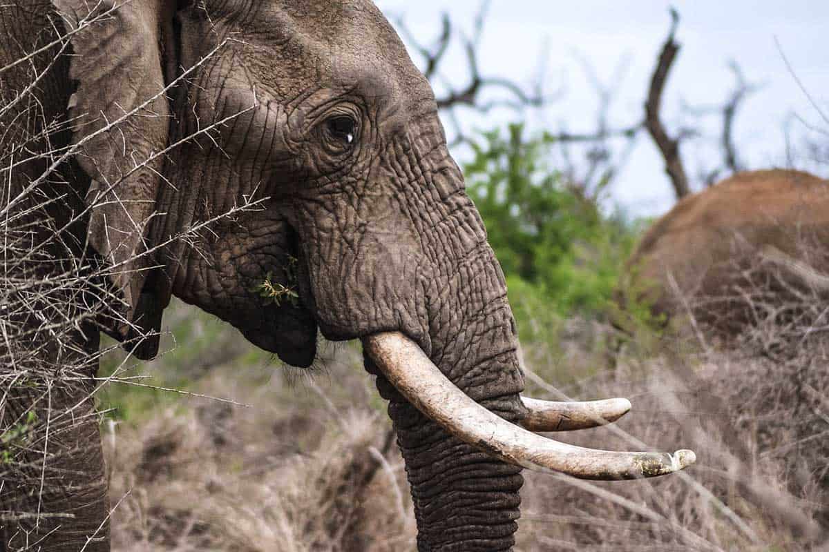 Diez Ejemplos De Animales Con Colmillos (imágenes Y Hechos)