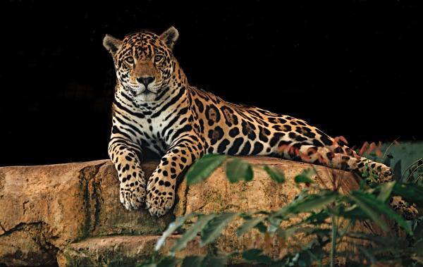 Diferencias Entre Un Jaguar, Un Guepardo Y Un Leopardo