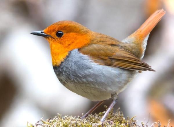 Diferentes Tipos De Aves De Compañía