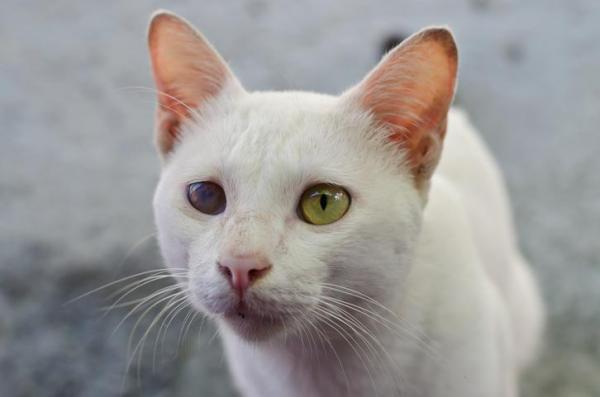 Glaucoma Felino: Síntomas, Tratamiento Y Prevención