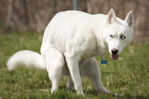 La Caca De Mi Perro Comienza Sólida Y Luego Se