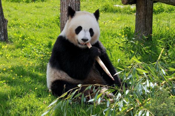 La Dieta De Un Oso Panda