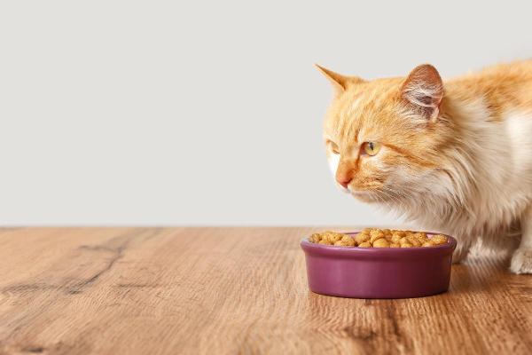 Mi Gato Hace Caca Con Heces Amarillas: Causas Y Tratamiento