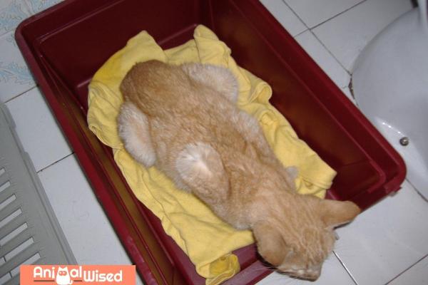 Mi Gato Tose Y Tiene Arcadas
