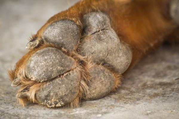 Problemas en Las Patas Del Perro: Causas, Síntomas Y Tratamiento
