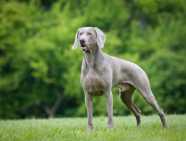 Razas De Perros Que Son Grises