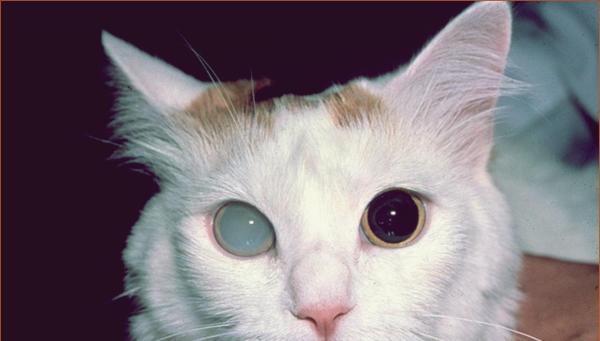 Síntomas De Cataratas en Gatos