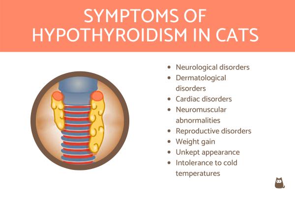 Síntomas De Hipotiroidismo en Gatos